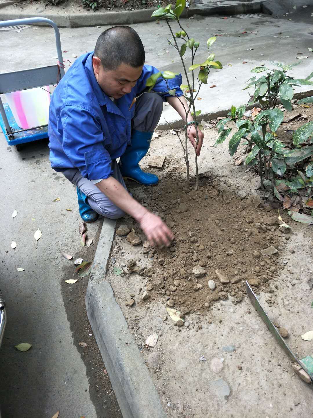 “宝龙新城”植树