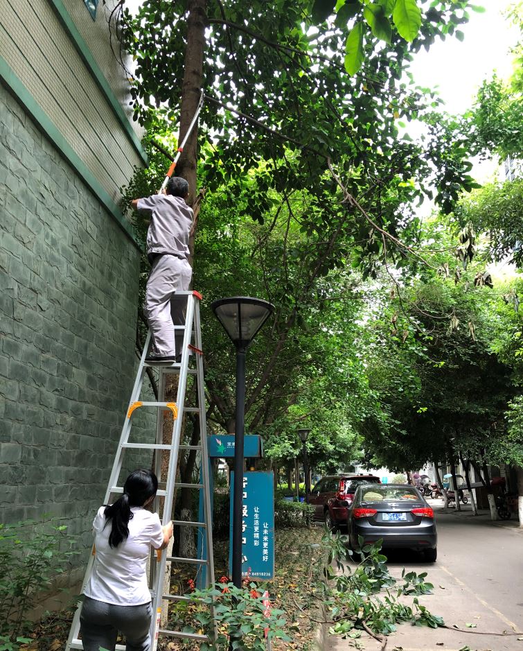 宝龙新城园区树枝修剪