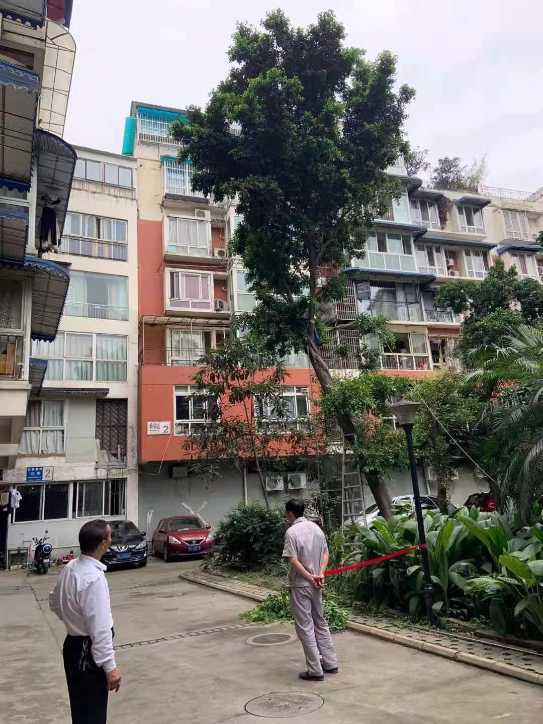 修理倾斜大树，消除安全隐患